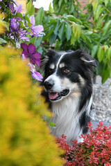 Smiling border collie in flowers. Adult border collie is in flowers in garden. He has so funny face.