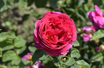Pink roses in summer garden. Rosarium in the park. 