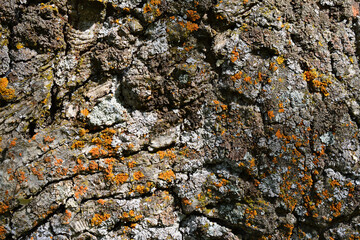 tree bark of the oak tree isolated, close up 