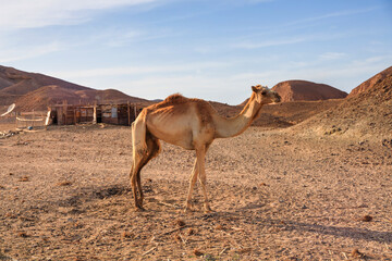 Camel on the desert in Marsa Alam region, Egypt