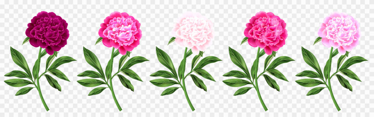 Realistic Peonies Set