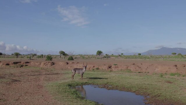 Drone reveal stock footage of male waterbuck next to a watering hole, Tsavo National Park, Kenya