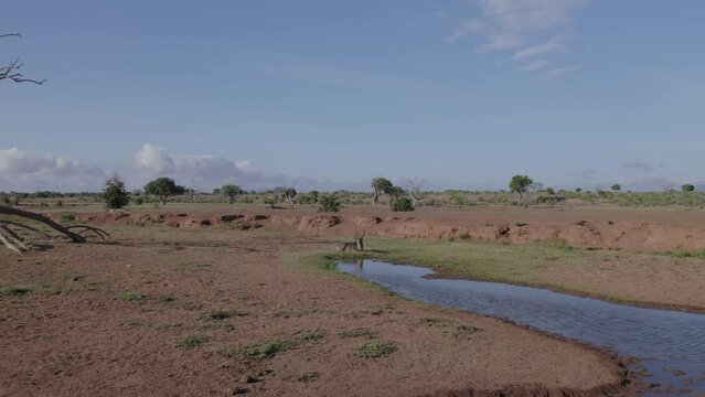 Drone stock footage of waterbuck next to waterhole, Tsavo national park, Kenya