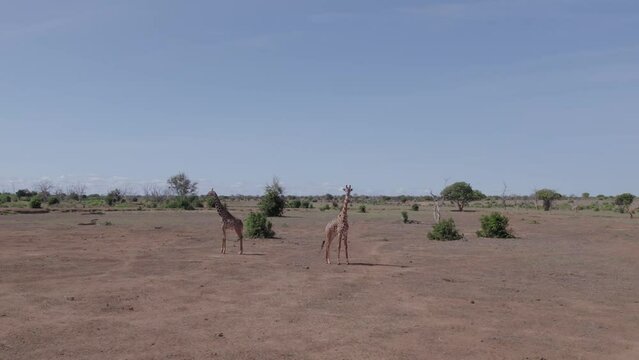 Aerial drone shot low angle circle shot of giraffe, Kenya