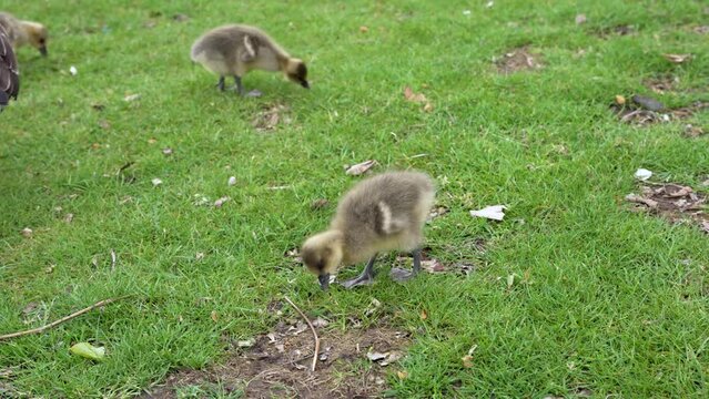 High-angle shot of geese goslings feeding from grass. Static close-up shot