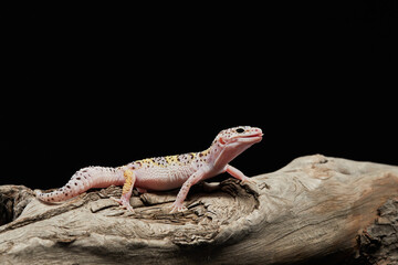 Naklejka premium spotted leopard eublephar on a black background. Eublepharis in studio
