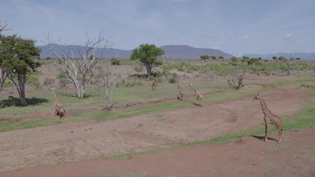 Drone low flying reveal circle shot of Giraffes in Tsavo National park