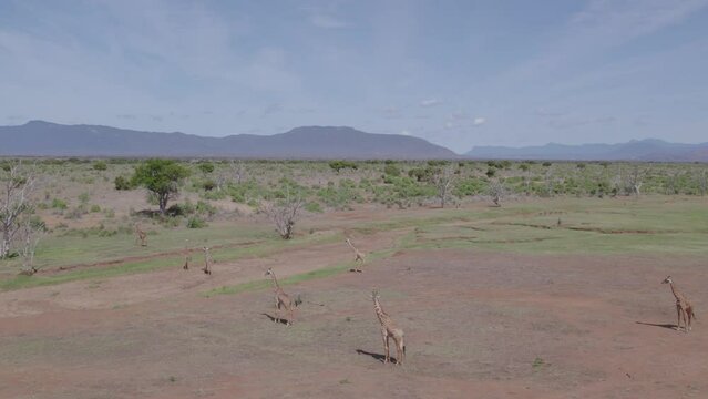Drone stock footage tracking shot of giraffes