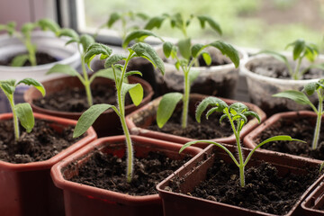 Tray with green seedlings, fresh and green vegetable seedlings growing in pots microplants