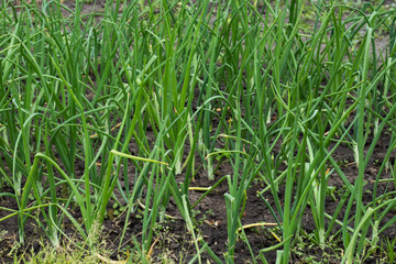 Beautiful onion plants on the farm. Green onions growing in the field.