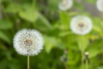 Closed Bud of a dandelion. Dandelion white flowers in green grass.