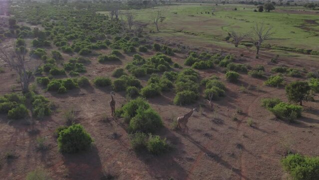 Drone stock footage tracking shot of two giraffe walking in the evening sun, Tsavo national park Kenya