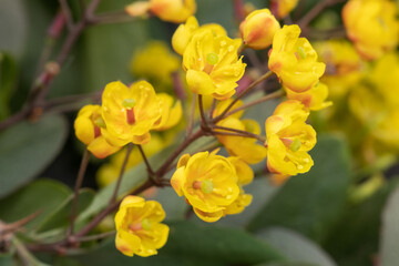 Sunny yellow barberry flowers, macro photography of a garden shrub in bloom