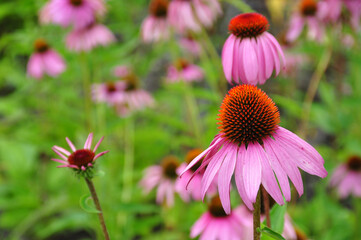 Fototapeta premium Eastern purple coneflower. Isolated from the background. Selective focus.