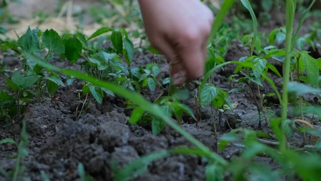 A woman plucks a weed in a vegetable garden. Close-up
