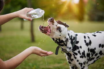 The dog drinks water from a plastic bottle. Pet owner taking care of his dalmatian on a hot sunny...