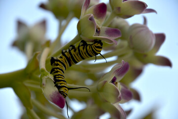 Monarch Caterpillar Creeping Along a Milkweed Leaf