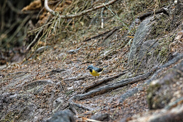 Grey Wagtail (Motacilla Cinerea) At A Small Waterfall