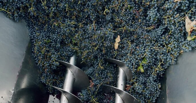 Wine factory, grape processing metal machine squeezing. Squeeze The Grape With The Press. Making Wine At Winery Grape sheller at the work with red grapes. Red grapes in the grape crusher machine.