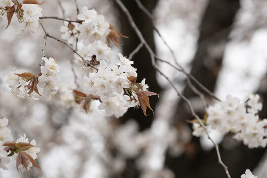 Sakura Cherry Blossom Photo