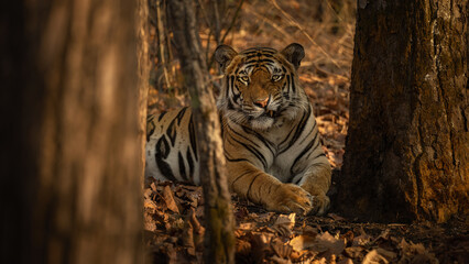 Royal bengal tiger pose in beautiful place. Amazing tigers in the nature habitat. Wildlife scene...