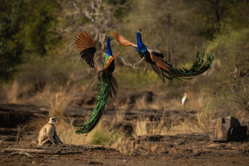 Majestic and colourfull peacocks fight in India. Indian wildlife. Peacock territorial fight in beautiful habitat. Amazing big bird of indian nature.