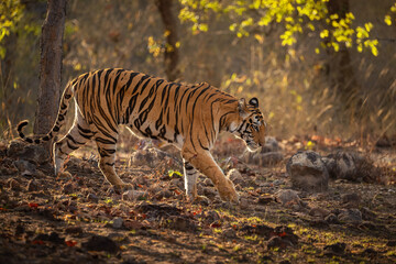 Fototapeta na wymiar Royal bengal tiger pose in beautiful place. Amazing tigers in the nature habitat. Wildlife scene with dangerous beast. Hot weather in wild India. Panthera tigris tigris.