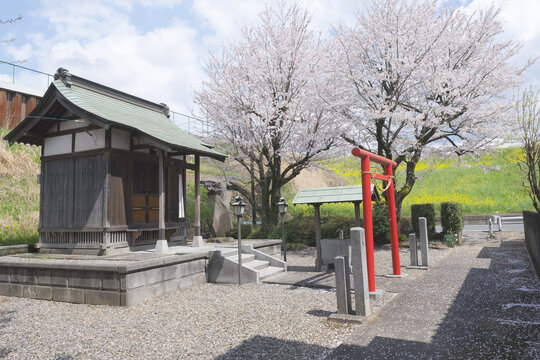 Sakura Cherry Blossom with Shrine Photo