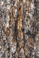 Bark pattern, wood sheath, tree pattern, close