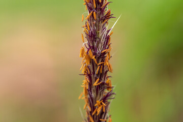 Timothy grass (binomial name: Phleum pratense), dry, seed, near, macro