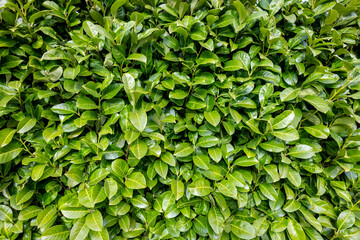 Green Leaves Bush (Prunus Laurocerasus) - obrazy, fototapety, plakaty