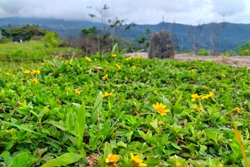 Fototapeta na wymiar landscape with flowers