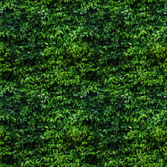 Fototapeta premium Hedge with green leaves, seamless pixel perfect pattern texture.