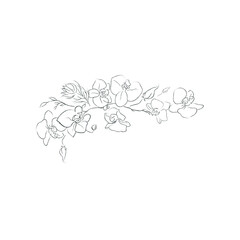 Hand Drawn Orchid Flower Arrangement. Floral Decorative Design Element. Branch - 4