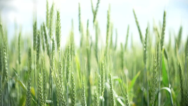 Ears of green wheat swaying in the wind in a wheat field