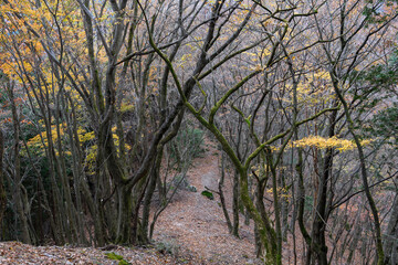 奥武蔵の紅葉と登山道