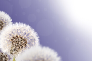 Fluffy dandelions on violet background, copy space.