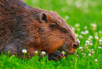 prairie dog eating grass rat