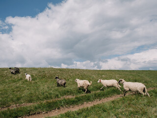 Obraz premium Sheep Herding in the Mountains to the Stable
