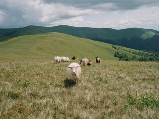 Sheep Herding in the Mountains to the Stable