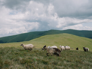 Sheep Herding in the Mountains to the Stable