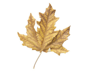 Autumn yellow-brown withered maple leaf on isolated background. Autumn. Design element. Copy space