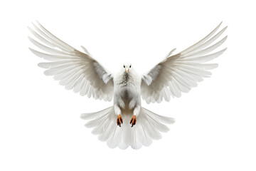 Dove isolated on white background OC rendered isolated PNG