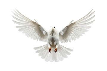 Fototapeta premium Dove isolated on white background OC rendered isolated PNG
