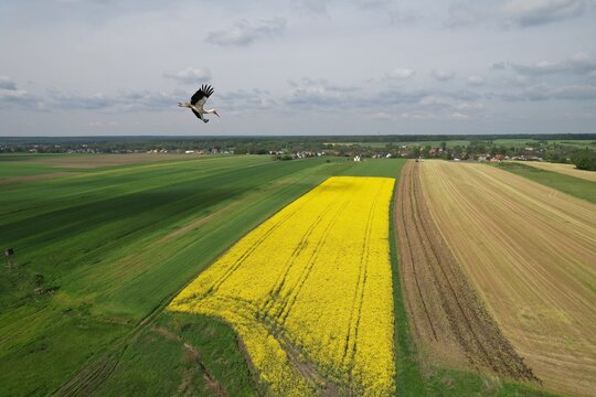 bocian nad polem rzepaku