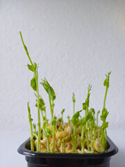 Green pea sprouts in homemade black pots
