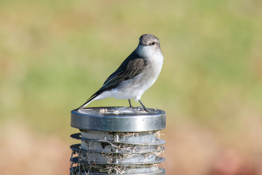 Little Jacky Winter Bird