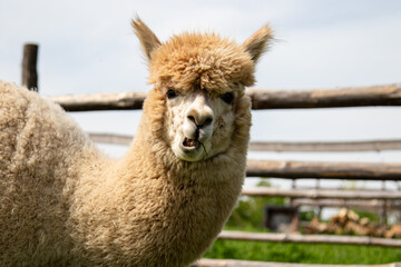 An adult alpaca grazes on a pasture in a village in a livestock pen