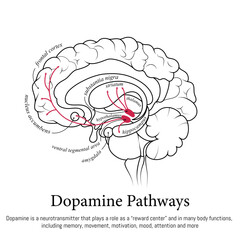 Dopamine pathways in the brain. Neuroscience medical infographic. Striatum, substantia nigra, hippocampus, ventral tegmental area and nucleus accumbens.