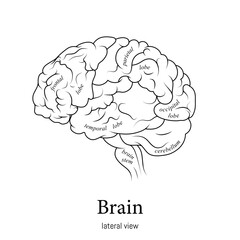 Black and white minimal neuroscience infographic. Human brain lobes and functions illustration. Brain anatomy structure sections. Futuristic neurobiology scientific medical vector.